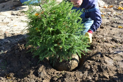 Planting a Real Christmas Tree in Your Garden